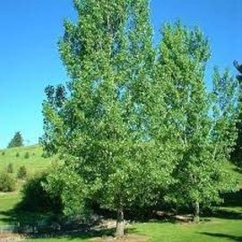 Populus deltoides Siouxland - Cottonwood #15