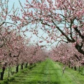 Prunus persica Late Elberta - Peach, Late Elberta #5