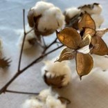 Cotton Stalks