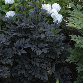 Cimicifuga 'Hillside Black Beauty'