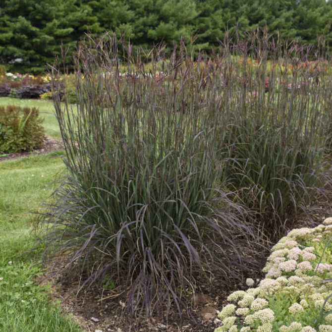 Andropogon 'Blackhawks'