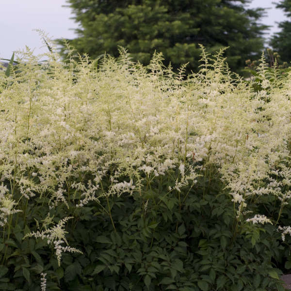 Astilbe 'Bridal Veil' 2 Wild Poppies LLC