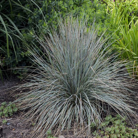 Helictotrichon sempervirens 'Blue Oat Grass'