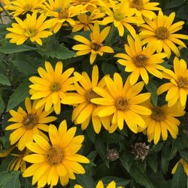 Proven Winners Heliopsis Tuscan Gold