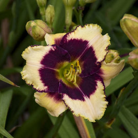 Hemerocallis 'Blackthorne'