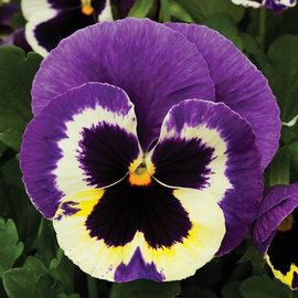 Pansy Colossus 'TriColor' 6 Pack