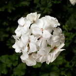 Geranium 'Caliente White'