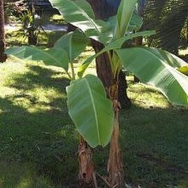 Banana Basjoo Green