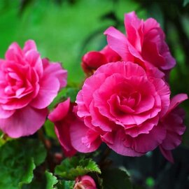 Begonia Tuberous Nonstop Deep Rose