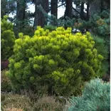 Pinus mugo Pine #3