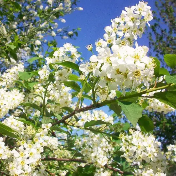 prunus virginiana canada red