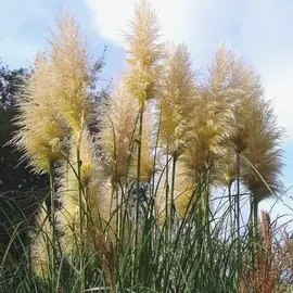 Saccharum ravennae Erianthus, Grass Hardy Pampas