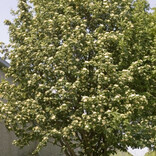 Sorbus hybrida, Mountain Ash, Oakleaf 1.75" B&B