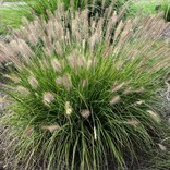 Grass Pennistum Prailine