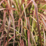 Grass Pennisetum Fireworks