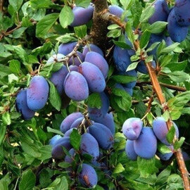 Prunus domestica Italian Prune - Plum, Italian Dwarf #5