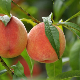 Prunus persica Contender - Peach, Contender #5