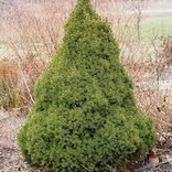 Picea glauca Conica - Spruce, Dwarf Alberta 4' GB
