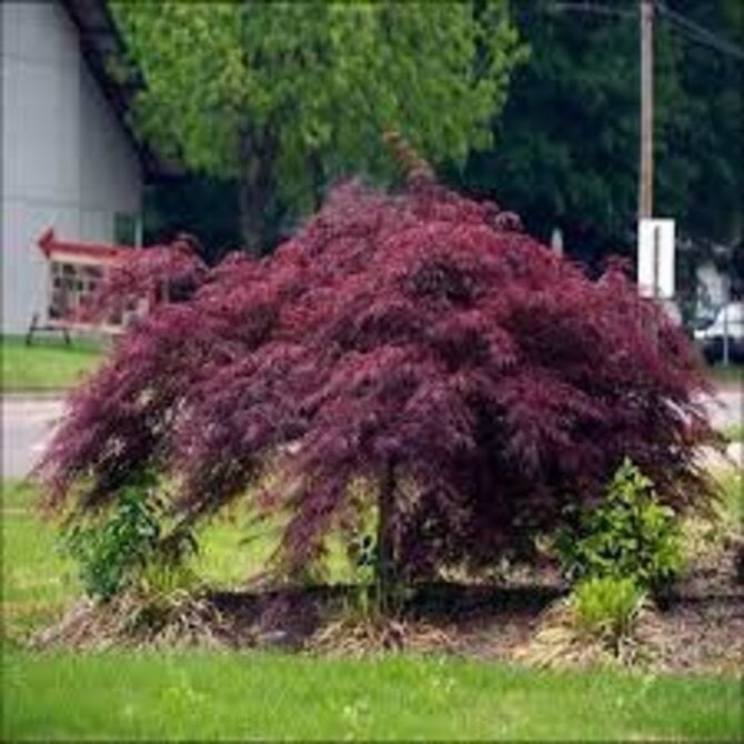 Acer palmatum dissectum Crimson Queen - Japanese Maple, Crimson Queen #20