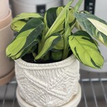 Calatheo Pilosa 'Golden Mosiac'