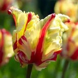Tulip Bulb Flaming Parrot