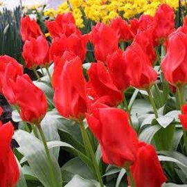 Tulip Bulbs Red Emperor
