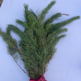 Shore Pine Bough 2#