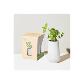 Modern Sprout Tapered Tumbler - Mint