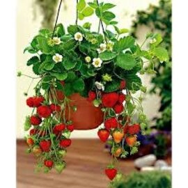 Quinault Strawberry Hanging Basket