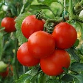 Silate Tomatoe