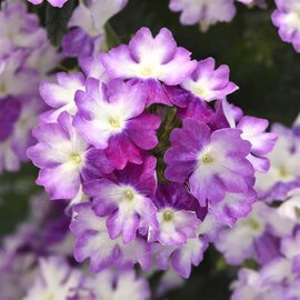 Verbena Endurascape Purple Fizz