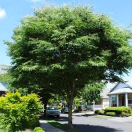 Zelkova serrata Green Vase