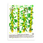 Heather Wunjarra Koowootha, Loyour Caine  2019-20 | A2 Reproduction Print