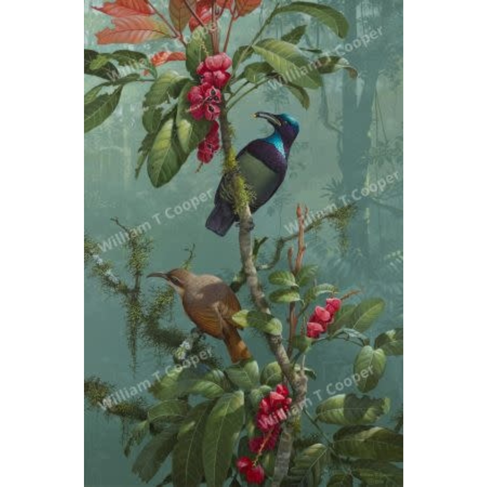 William T Cooper, Victoria's Riflebird | Tea Towel