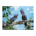 William T Cooper, Palm Cockatoos | Limited Edition Print