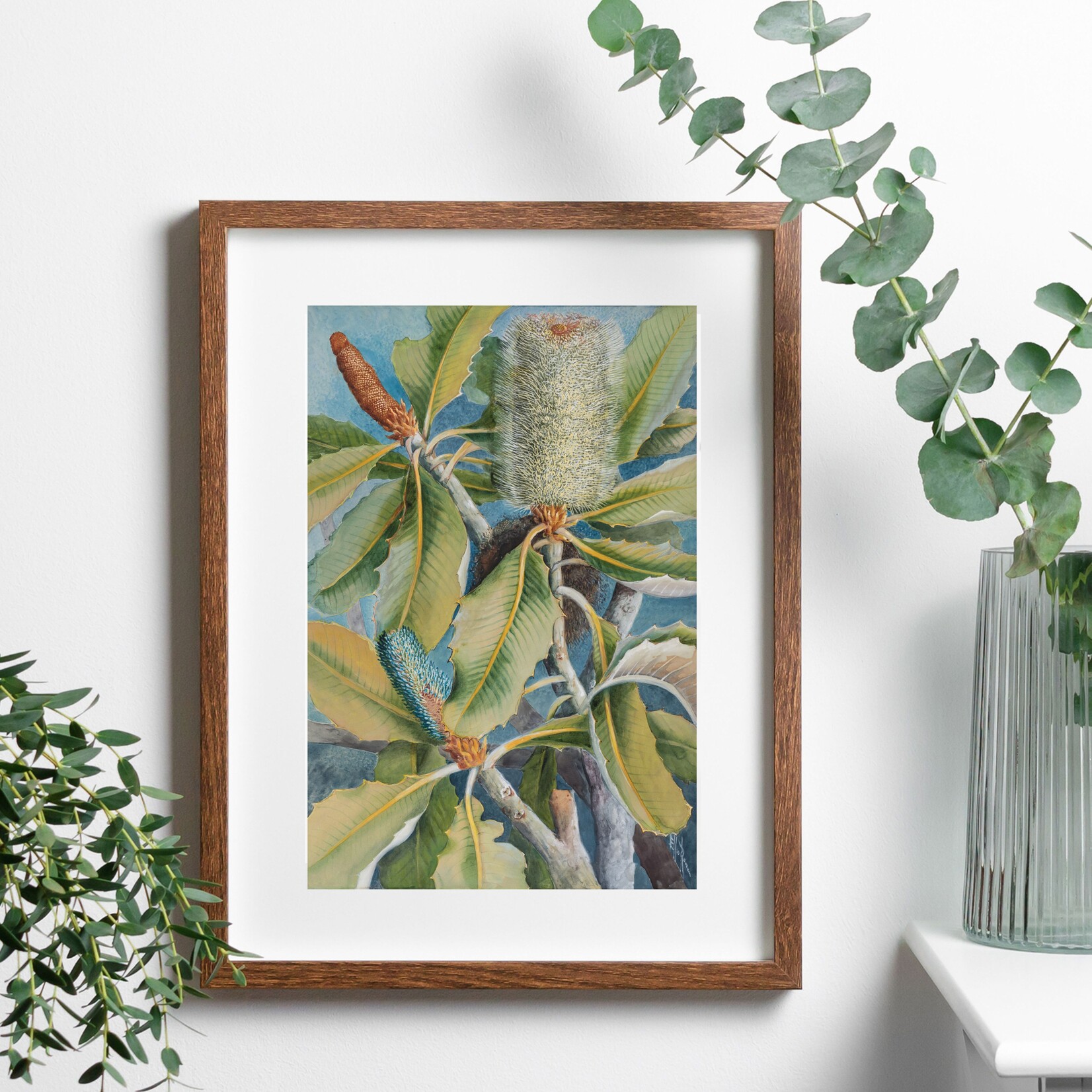 Ellis Rowan, Broad Leafed Banksia 1911 | A2 Reproduction Print