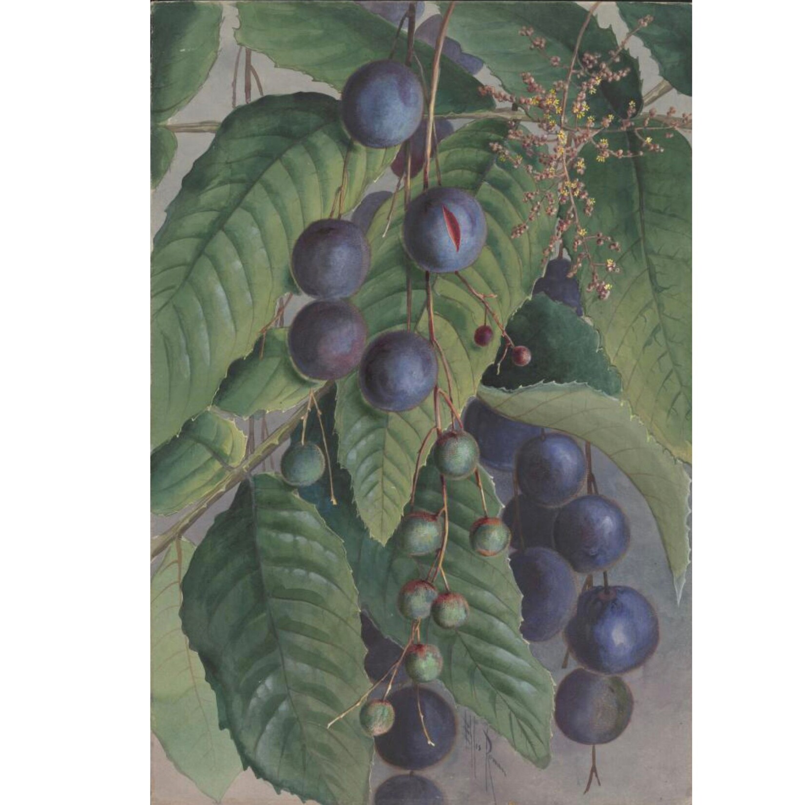 Ellis Rowan, Davidson's Plum | Tea Towel