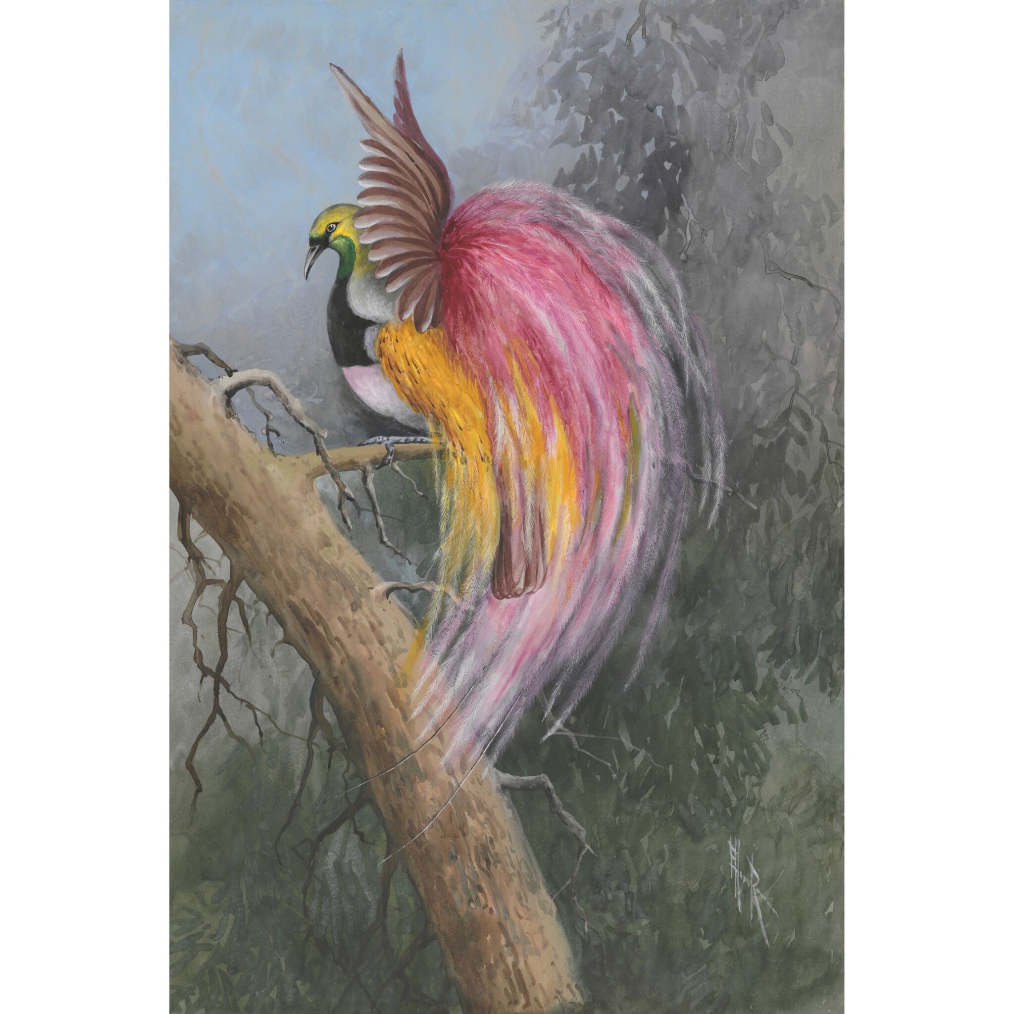 PRINT A2, RedPlumed Bird of Paradise Ellis Rowan Cairns Art Gallery