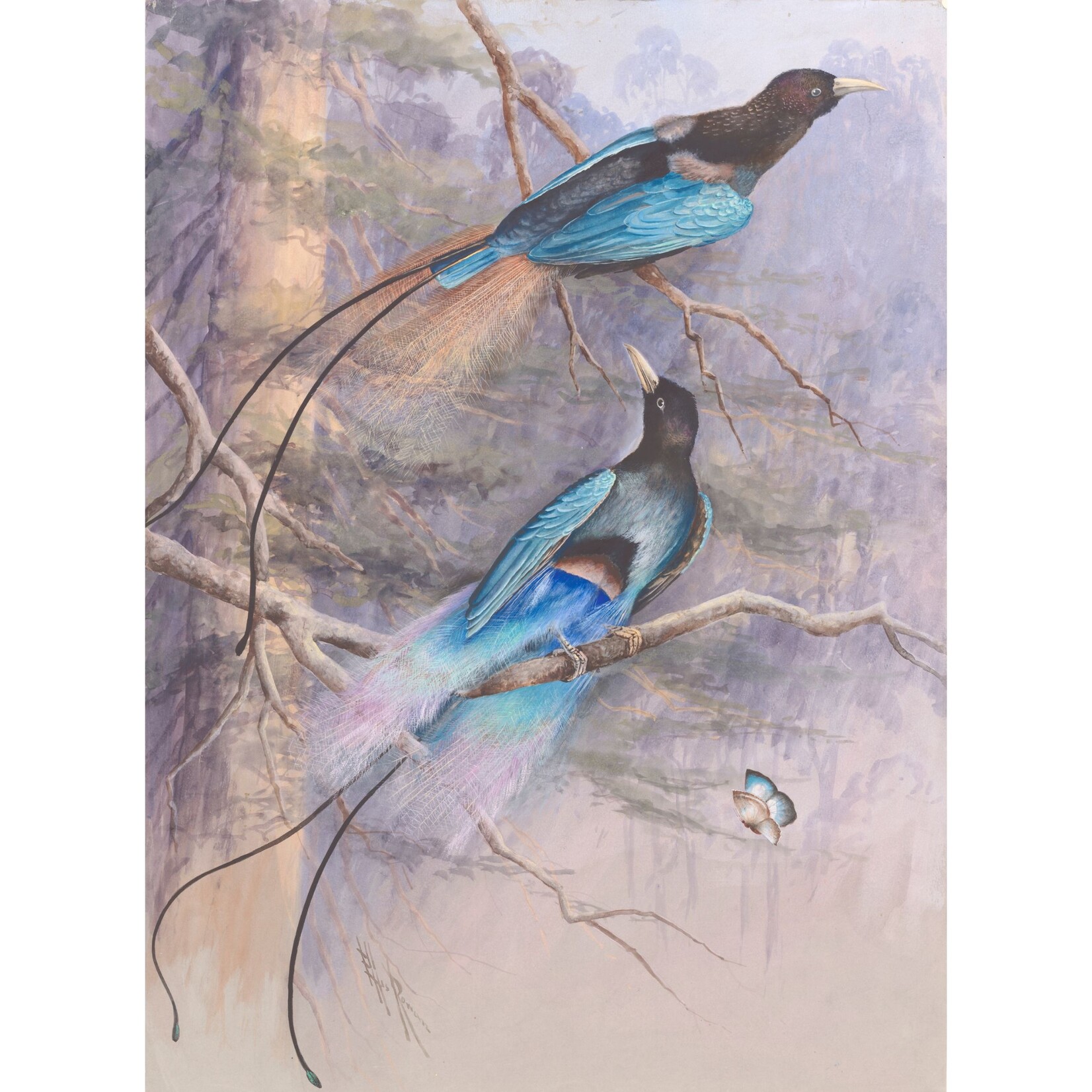 FUNDRAISING REPRODUCTION STOCK Ellis Rowan, Blue Bird of Paradise 1917 | A2 Reproduction Print