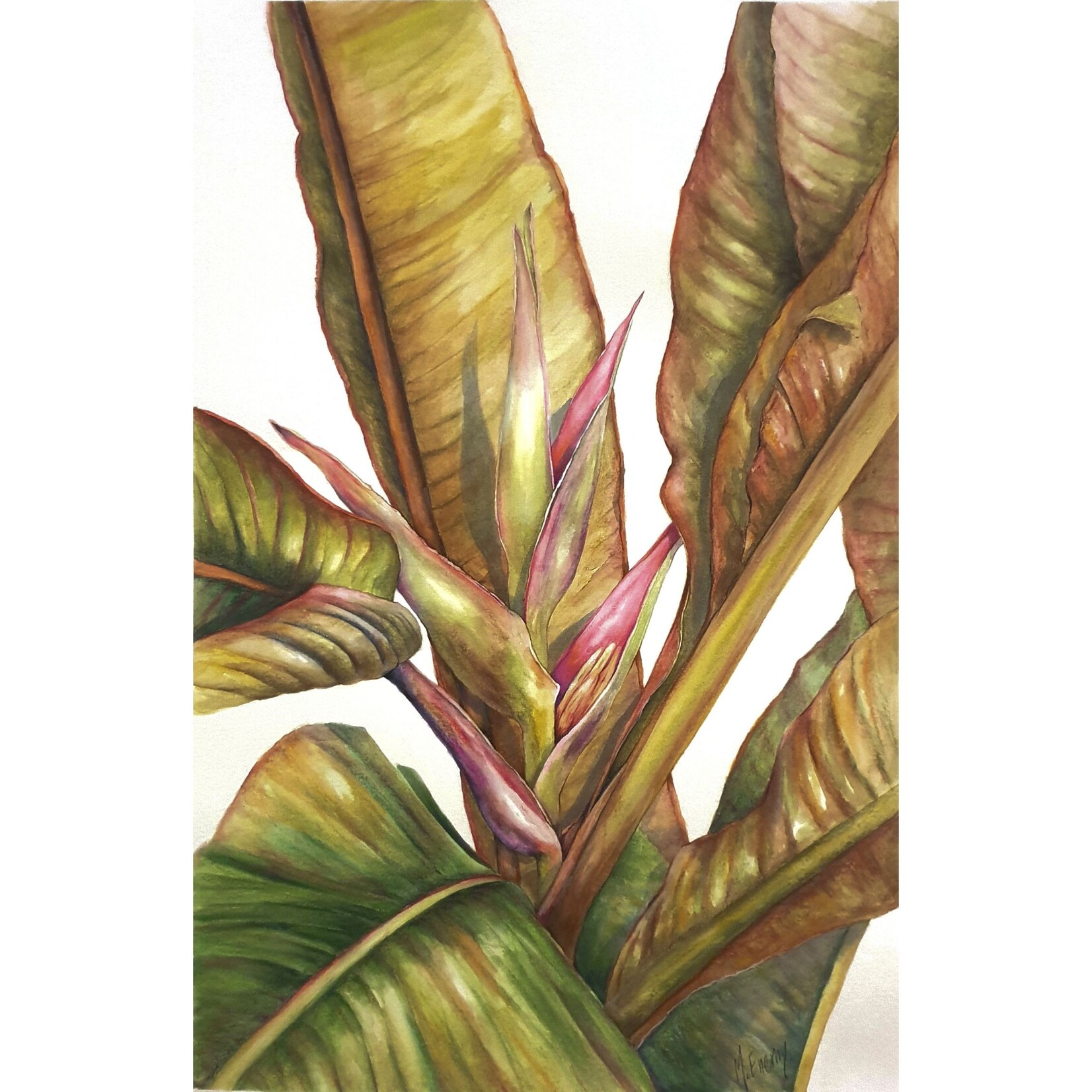 Julie McEnerny, Heliconia Indica  2021 | Original Painting