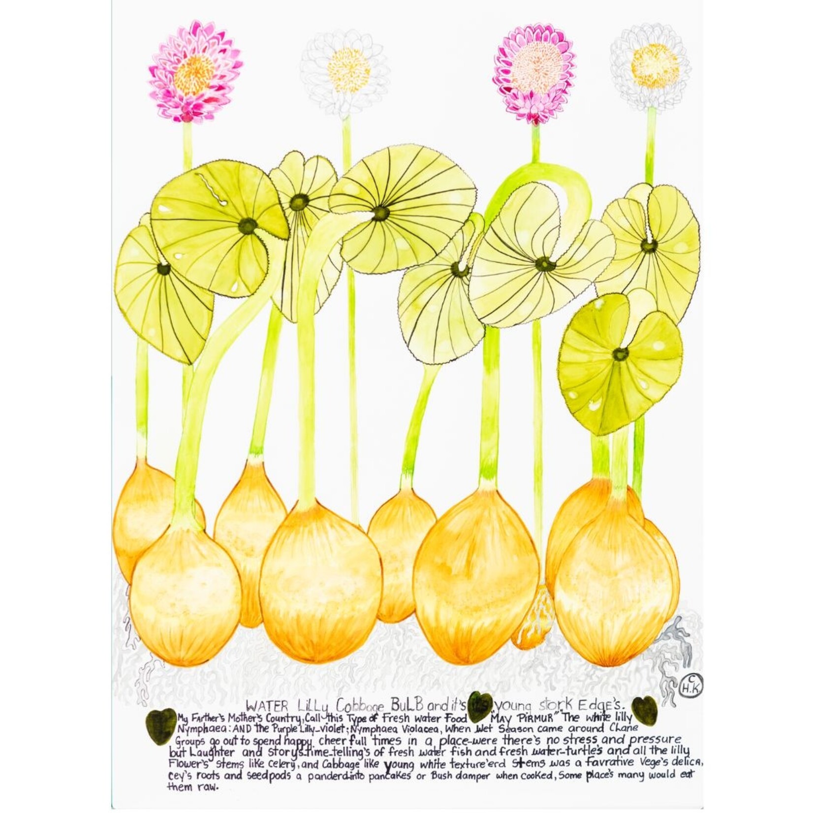 Heather Wunjarra Koowootha, Water Lily Cabbage 2019-20 | Reproduction Print