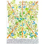 Heather Wunjarra Koowootha, Blue Fruite Medications  2019-20 | A2 Reproduction Print