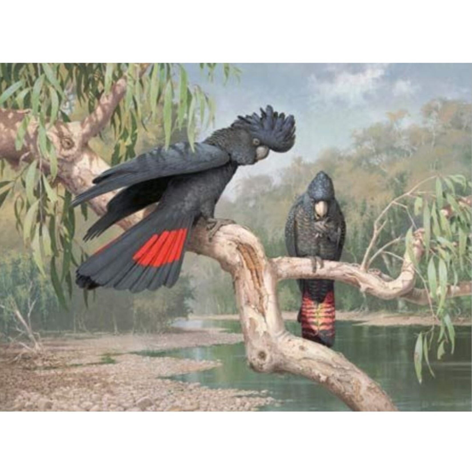 William T Cooper, Red Tailed Black Cockatoos | Limited Edition Print