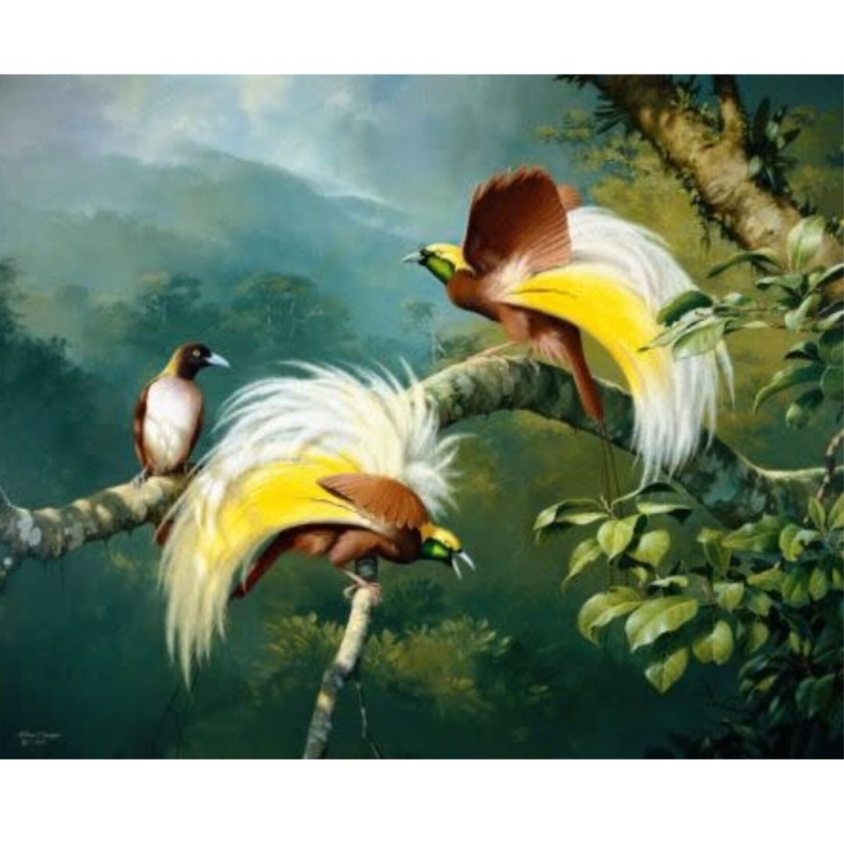 William T Cooper, Lesser Birds of Paradise | Limited Edition Print