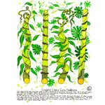 Heather Wunjarra Koowootha,  Loyour Cane | Tea Towel