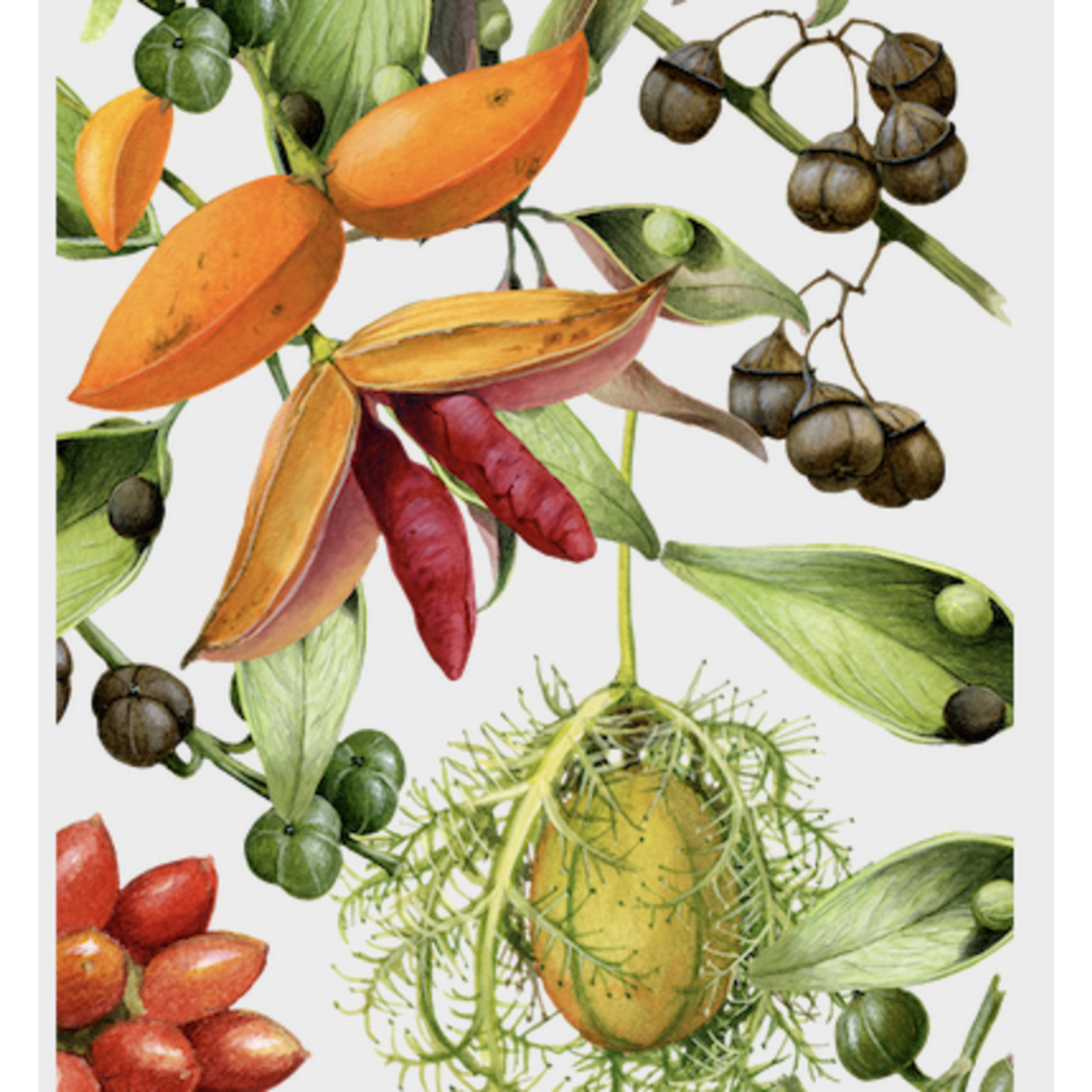 William T Cooper, Lomandra | Table Runner