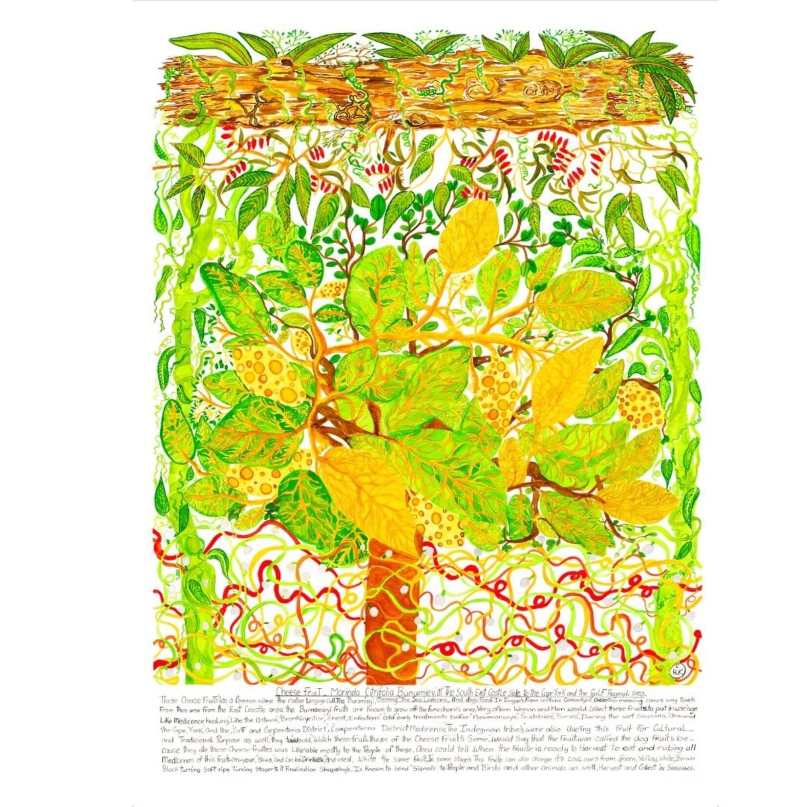 FUNDRAISING REPRODUCTION STOCK Heather Koowootha, Cheese Fruit  2019-2020 | Reproduction Print