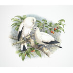 William T Cooper, Pied Imperial Pigeon | Limited Edition Print