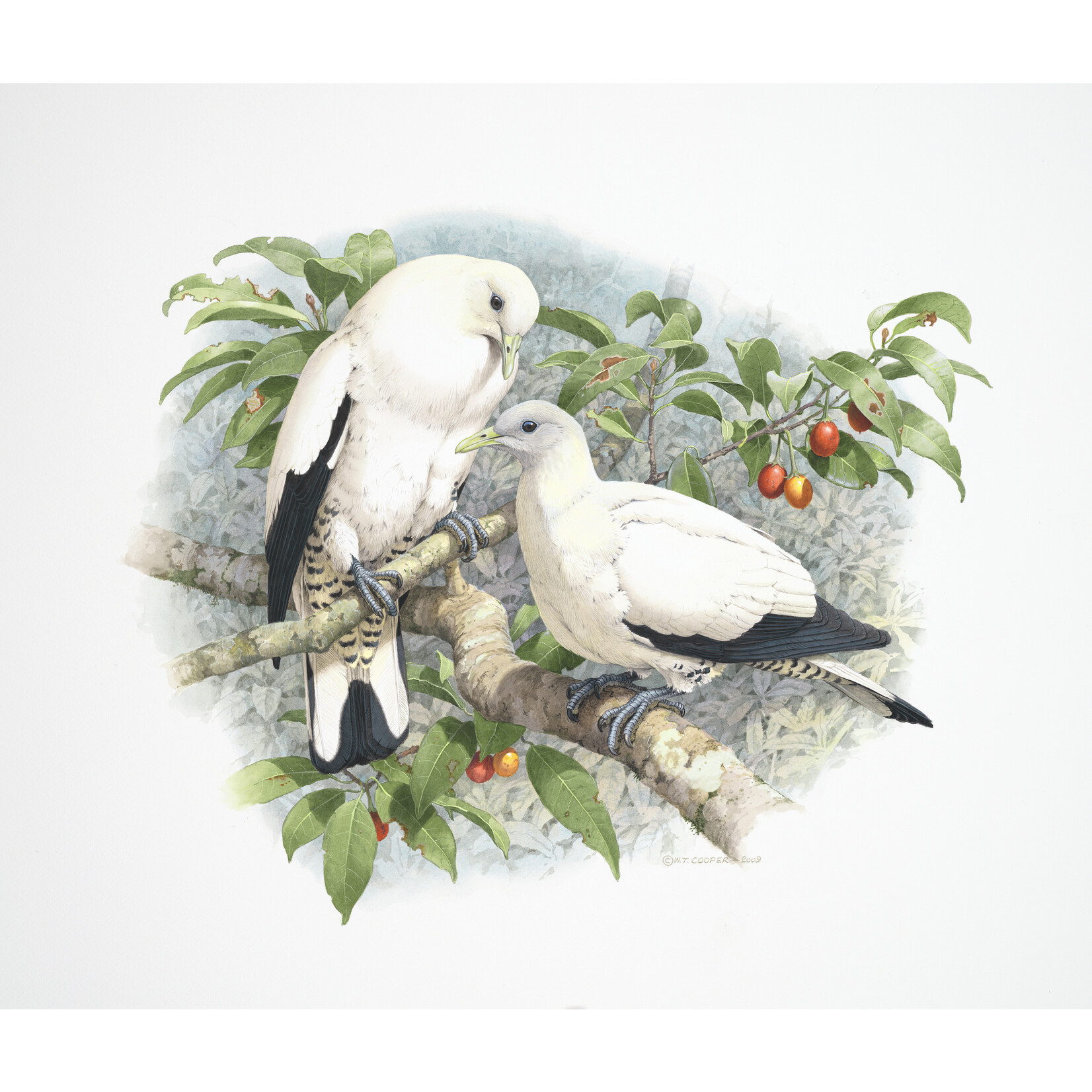 William T Cooper, Pied Imperial Pigeon | Limited Edition Print