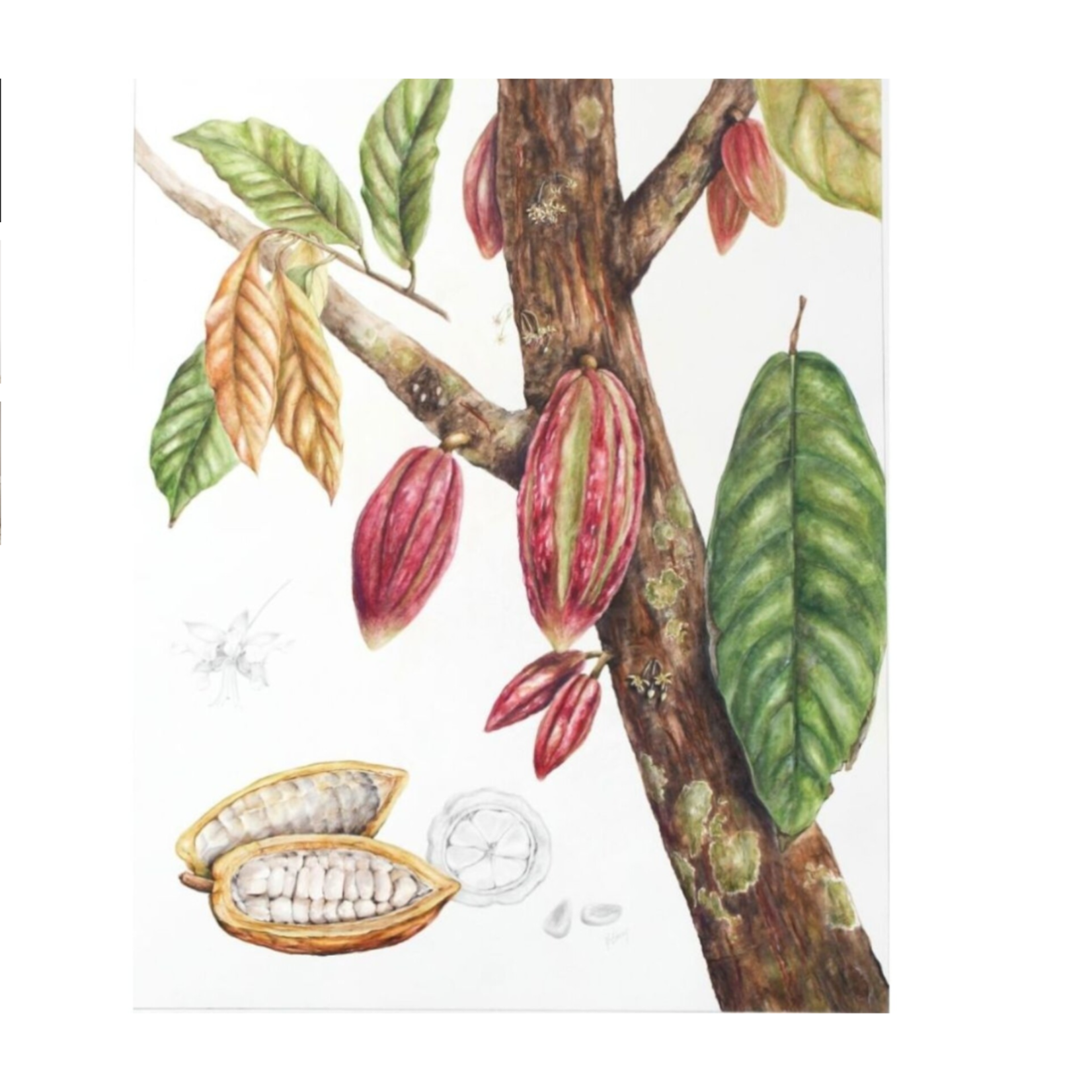 Julie McEnerny, Theobroma Cacao  2013 | Original Painting